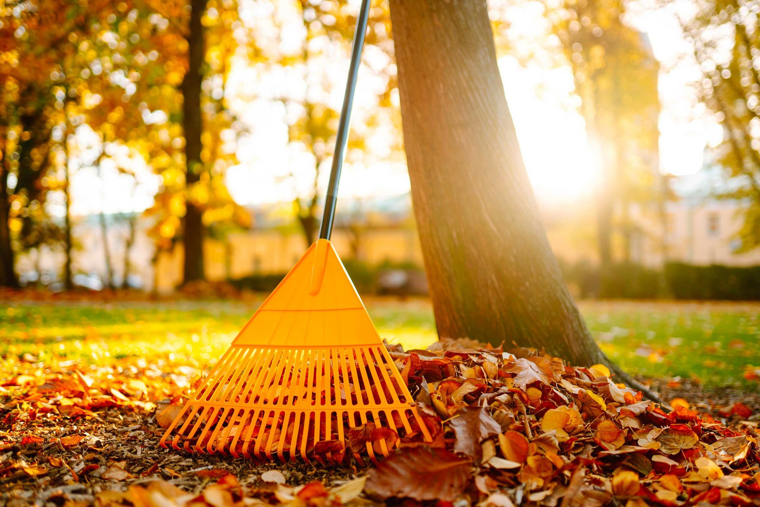 Jardin automnal avec des feuilles mortes