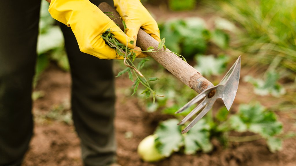 Désherbage manuel dans un massif avec une fourche à désherber et des gants jaunes