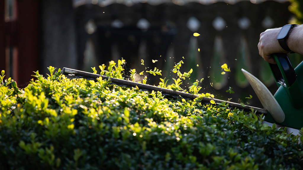 Taille des haies : réglementation, périodes d’intervention et cadre juridique